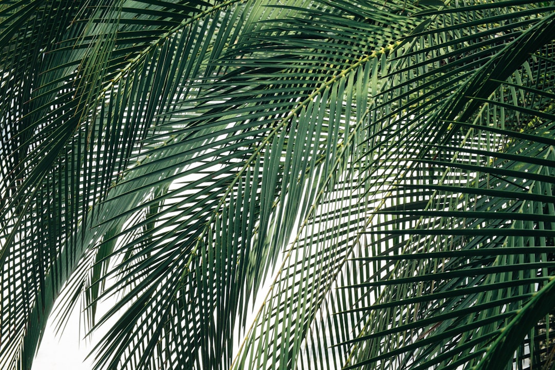 Soft morning sunlight filtering through green palm fronds.